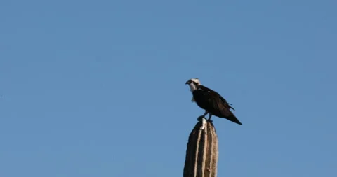 Osprey Perched on a Cactus in the Desert Stock Footage 302839043