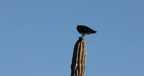 Osprey Perched on a Cactus in the Desert Stock Footage 302839387