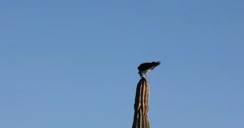 Osprey Perched on a Cactus in the Desert Stock Footage 302839576
