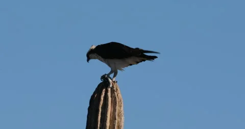 Osprey Perched on a Cactus in the Desert Stock Footage 302839708