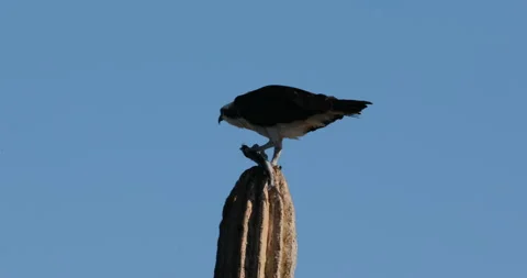 Osprey Perched on a Cactus in the Desert Stock Footage 302839711