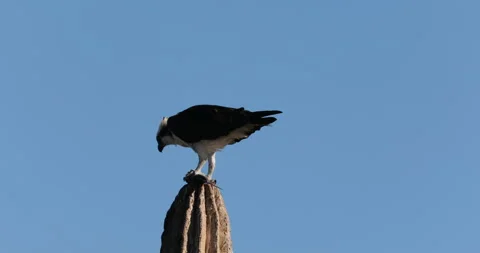 Osprey Perched on a Cactus in the Desert Stock Footage 302839977