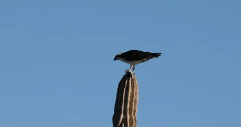 Osprey Perched on a Cactus in the Desert Stock Footage 302839994