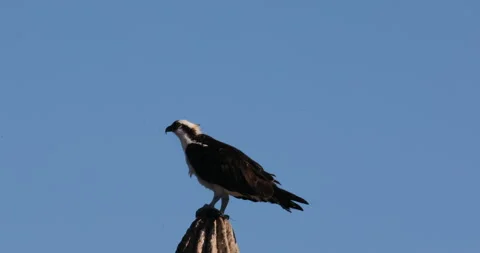 Osprey Perched on a Cactus in the Desert Stock Footage 302840185