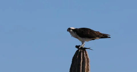 Osprey Perched on a Cactus in the Desert Stock Footage 302840244
