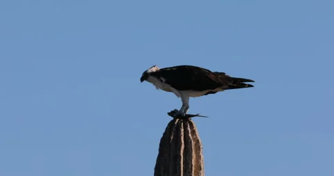 Osprey Perched on a Cactus in the Desert Stock Footage 302840732