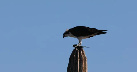 Osprey Perched on a Cactus in the Desert Stock Footage 302840741