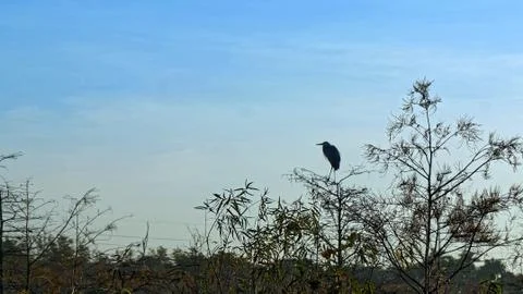 Osprey perched in cypress tree Stock Photos