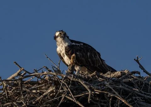 Osprey Perched inside Large Stick Nest Against Clear Blue Sky, Fort De Soto Park Stock-Fotos