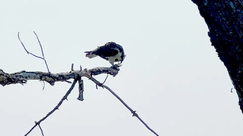 Osprey perched on limb erating fish and calling, audio, 4k Stock Footage 248931467