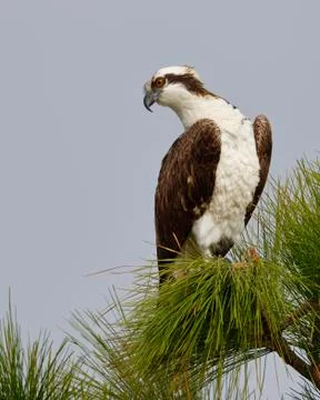 Osprey perched in a pine tree - Melbourne, Florida Stock-Fotos