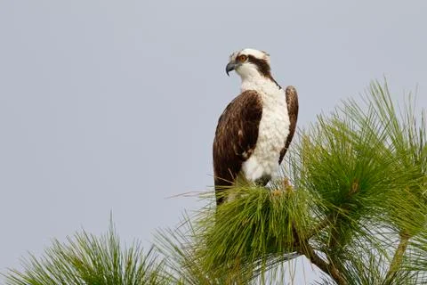 Osprey perched in a pine tree - Melbourne, Florida Stock Photos