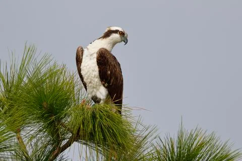 Osprey perched in a pine tree - Melbourne, Florida Stock Photos