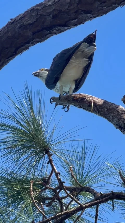 Osprey perched in pine tree scanning water for fish. Видео 347547559