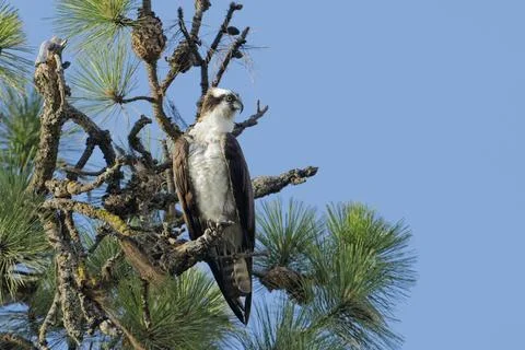 Osprey perched on tree branch. Stock Photos