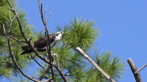 Osprey perched in a tree eating a fish Stock Footage 166182706