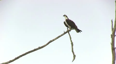 Osprey Perched in Tree Video stock 18074688