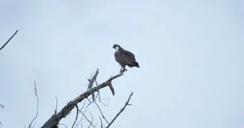 Osprey Perched on a Tree Stock Footage 290139946