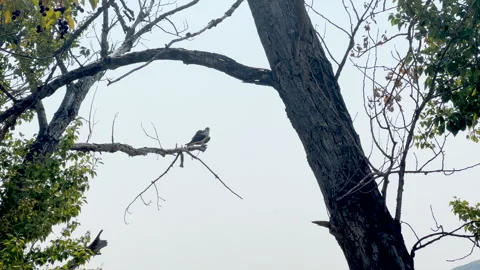 Osprey perched on tree limb, LS, 4k Stock Footage 248931411