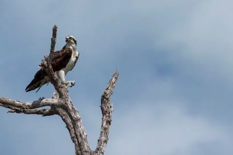 Osprey perched on tree Stock Photos