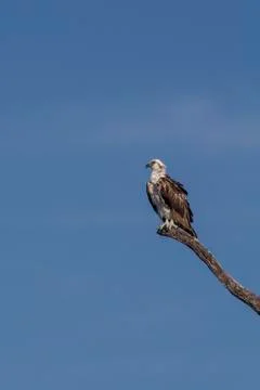 Osprey perched on tree Stock Photos