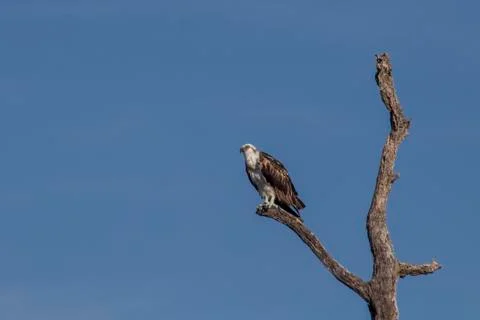 Osprey perched on tree Stock Photos