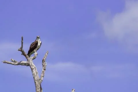 Osprey perched on tree Foto stock