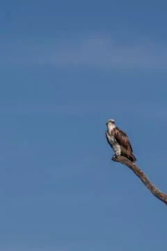 Osprey perched on tree Stock Photos