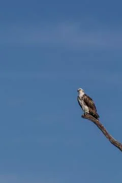 Osprey perched on tree Stock Photos
