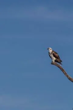 Osprey perched on tree Stock Photos