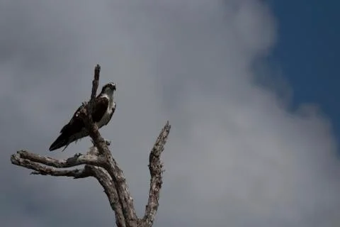 Osprey perched on tree Stock Photos
