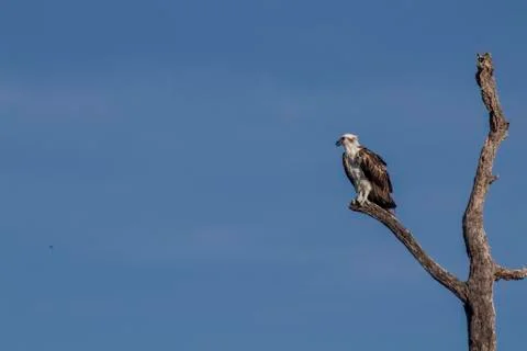 Osprey perched on tree Foto stock