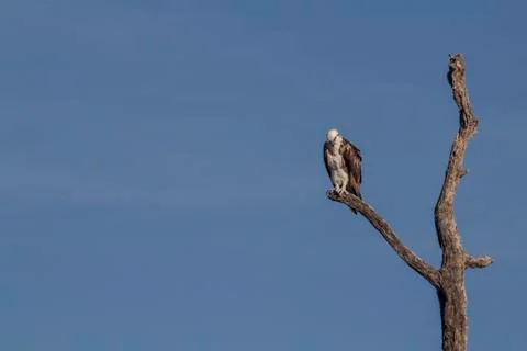 Osprey perched on tree Stock Photos