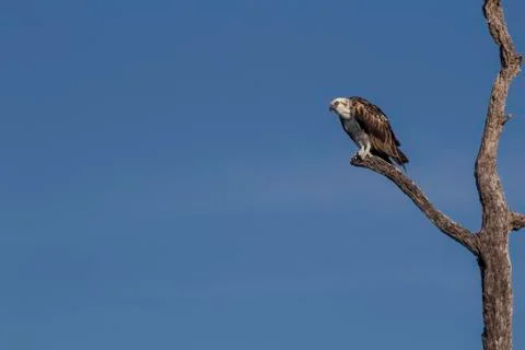 Osprey perched on tree Stock Photos