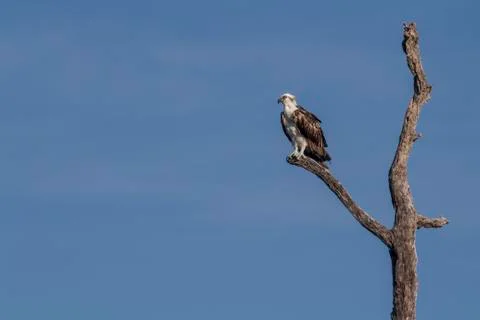Osprey perched on tree Stock Photos