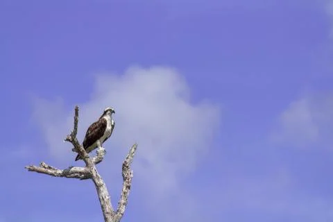 Osprey perched on tree Foto stock