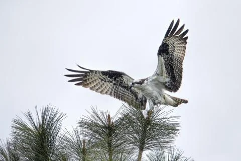 Osprey perched in a tree. Stock Photos