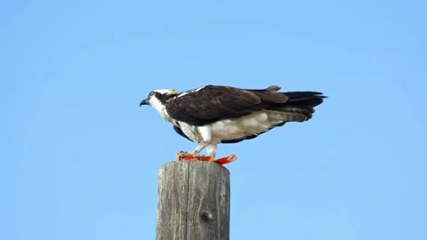 Osprey perched on a wooden post, consuming its prey against a clear blue sky. Stock Footage 301070344