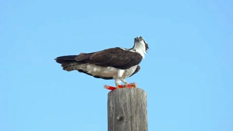 Osprey perched on a wooden post, consuming its prey against a clear blue sky. Stock Footage 301078980