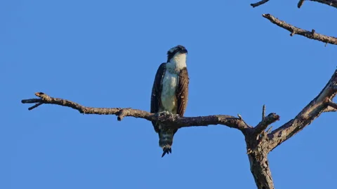 Osprey perching medium shot Stock Footage 273191682