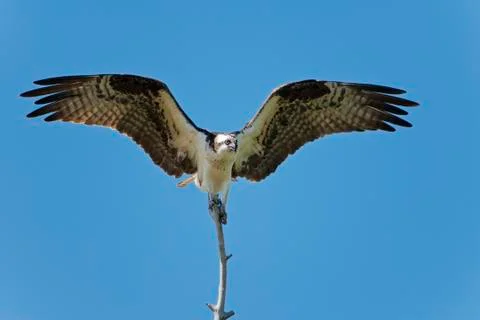 Osprey Stock Photos