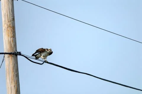 Osprey Foto stock