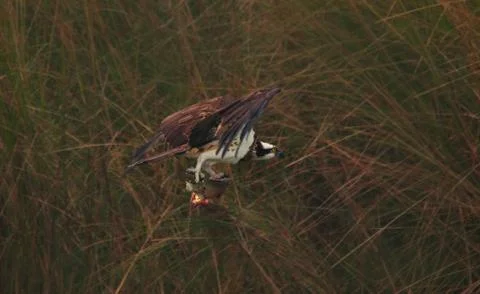 Osprey Stock Photos