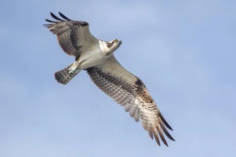 Osprey Stock Photos