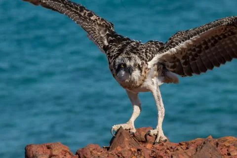 Osprey Stock Photos