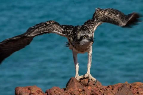 Osprey Stock Photos
