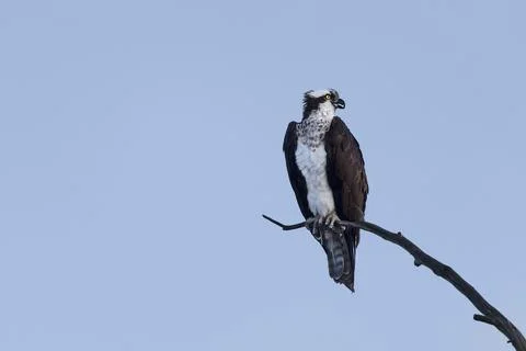 Osprey Stock Photos