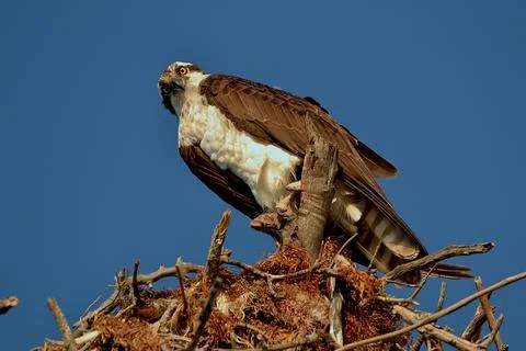 Osprey Stock Photos