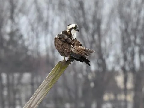 Osprey Stock Photos