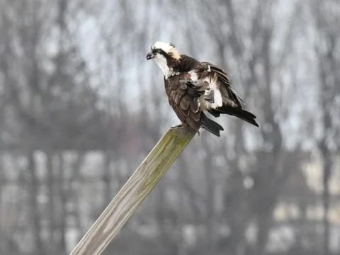 Osprey Stock Photos